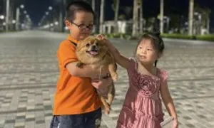 Ba bệnh từ chó mèo có thể lây sang trẻ Ba bệnh từ chó mèo có thể lây sang trẻ