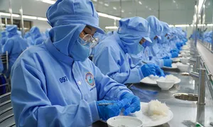 Nghề chế biến yến sào Khánh Hòa thành di sản quốc gia Nghề chế biến yến sào Khánh Hòa thành di sản quốc gia