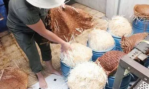 Bốn người bị bắt cùng 20 tấn giá đỗ ngâm chất cấm