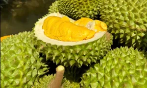 Đề xuất khoanh vùng vườn sầu riêng vi phạm dư lượng hóa chất Đề xuất khoanh vùng vườn sầu riêng vi phạm dư lượng hóa chất