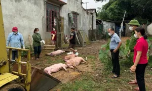 Chủng virus tả lợn châu Phi nguy hiểm phát triển mạnh